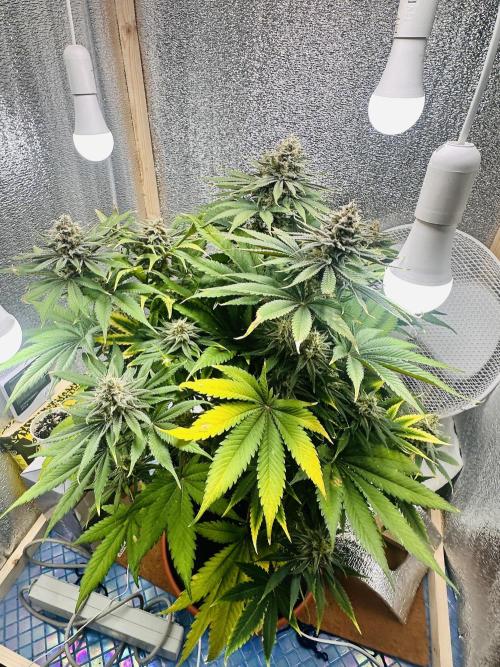 First grow🌺💋. Week 11
