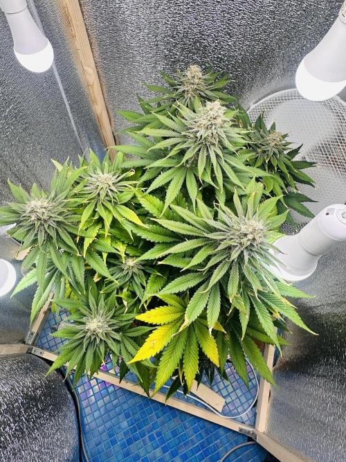 First grow🌺💋. Week 11