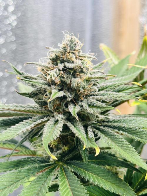 First grow🌺💋. Week 11