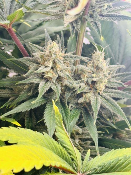 First grow🌺💋. Week 11