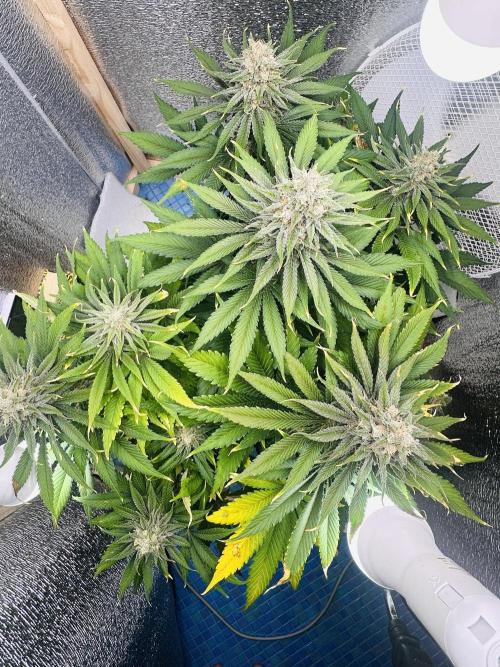 First grow🌺💋. Week 11
