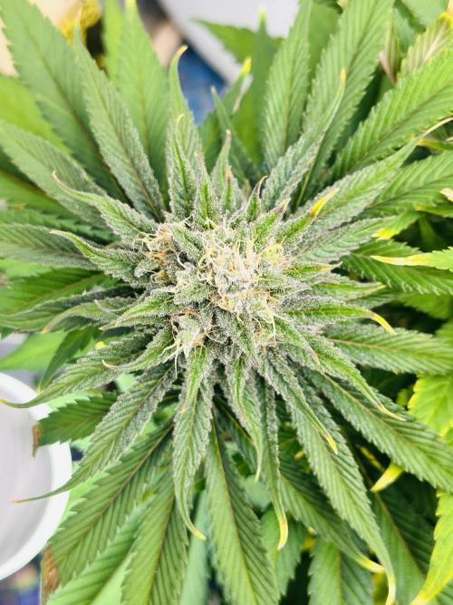 First grow🌺💋. Week 11