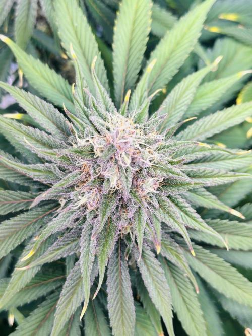 First grow🌺💋. Week 11