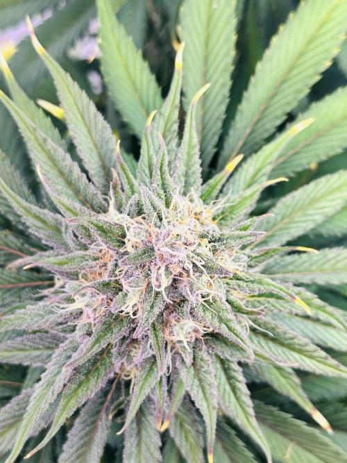 First grow🌺💋. Week 11