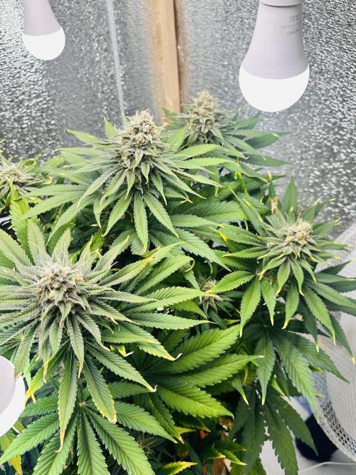 First grow🌺💋. Week 11