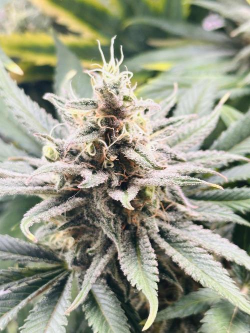 First grow🌺💋. Week 11
