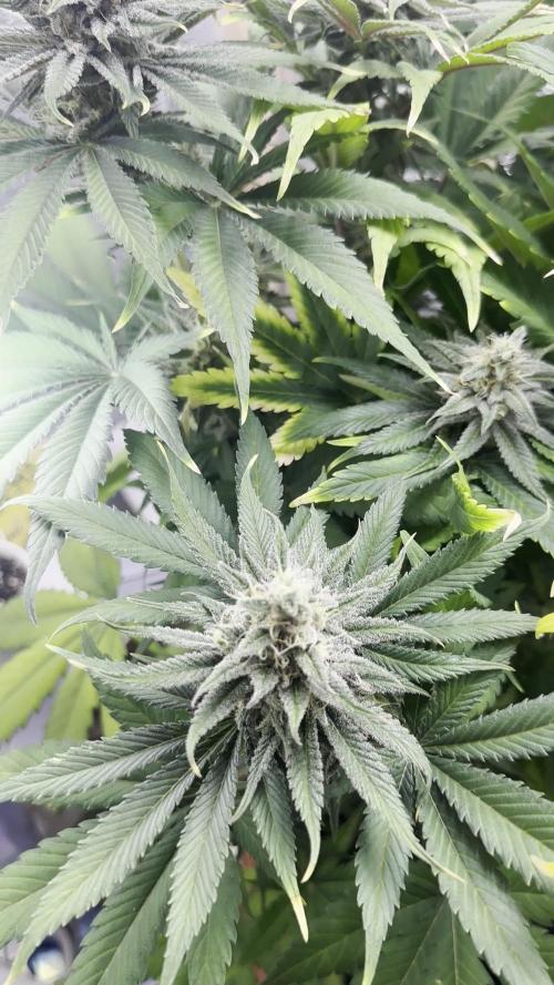 First grow🌺💋