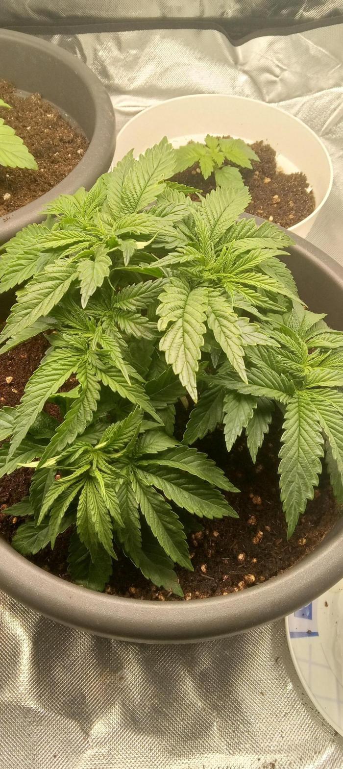 Moje pěstování na počest legalizace. Week 4 - Jaký je váš názor ?