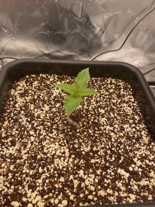 Double Dutch. Week 2