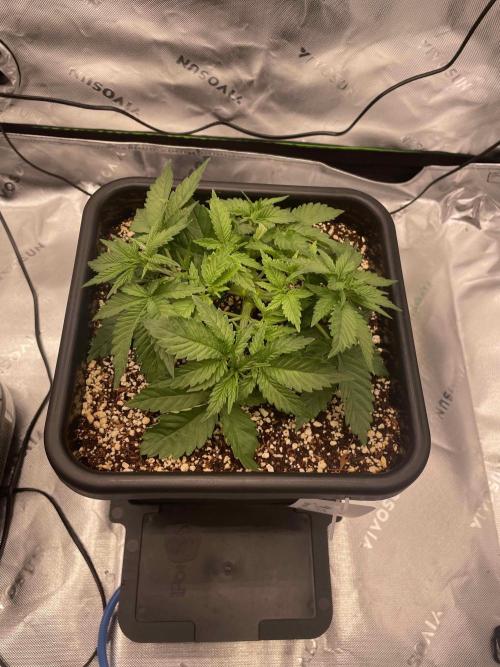Double Dutch. Week 4