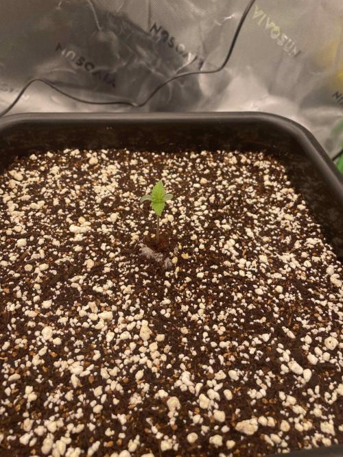 Double Dutch. Week 1