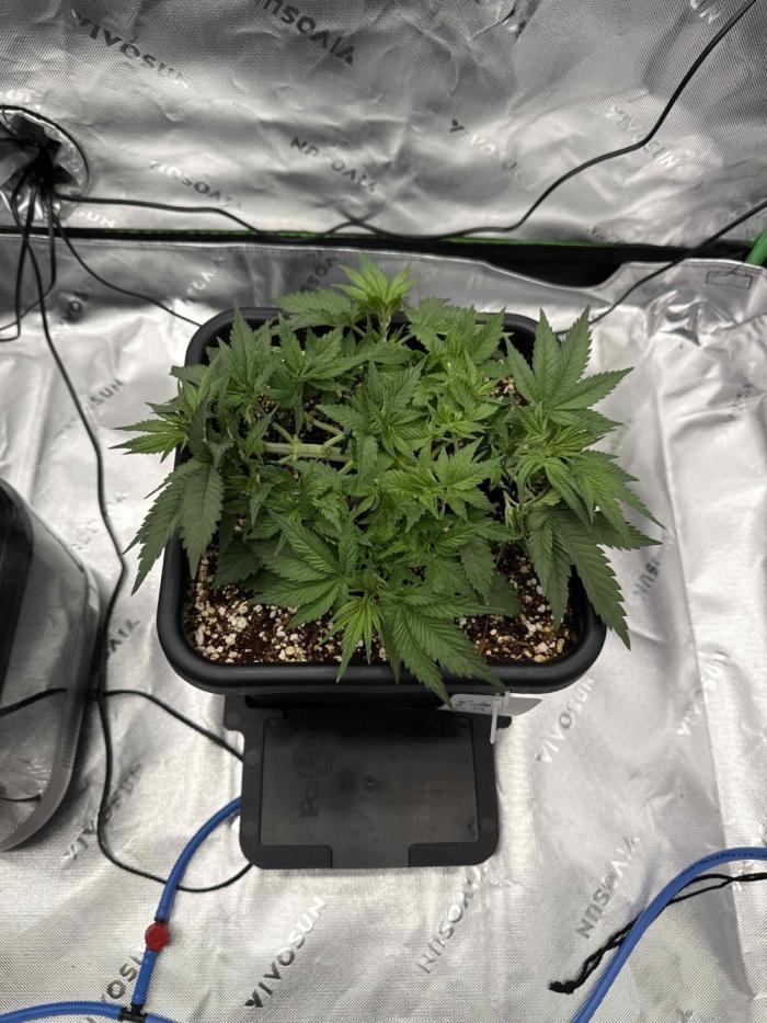 Mucki. Week 5