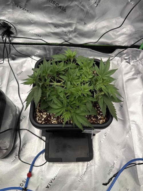 Double Dutch. Week 5