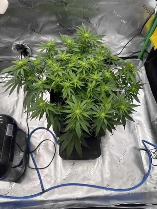 Double Dutch. Week 8