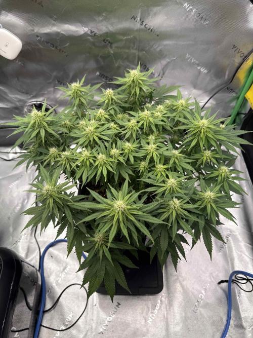 Double Dutch. Week 9