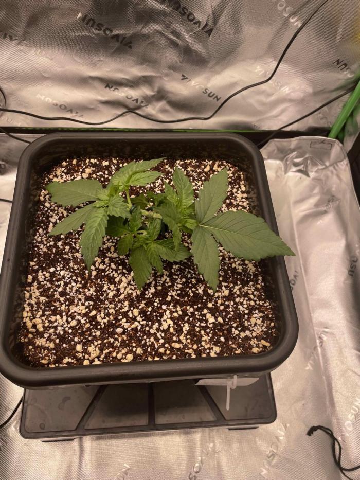 Mucki. Week 3