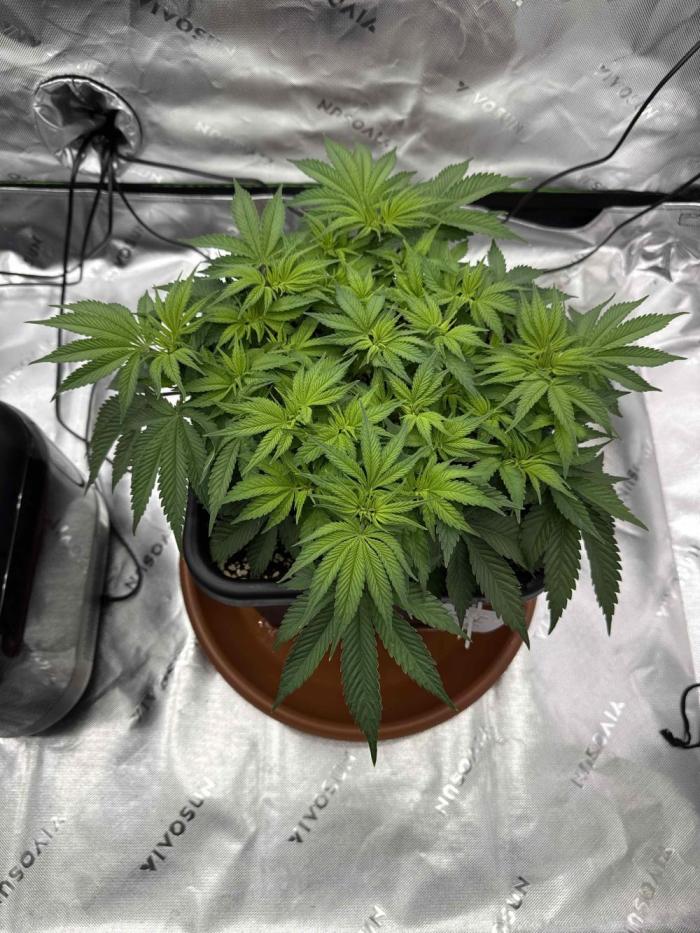 Mucki. Week 6