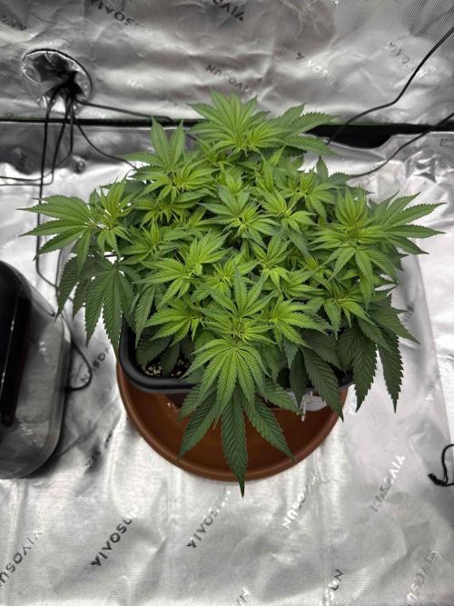 Double Dutch. Week 6
