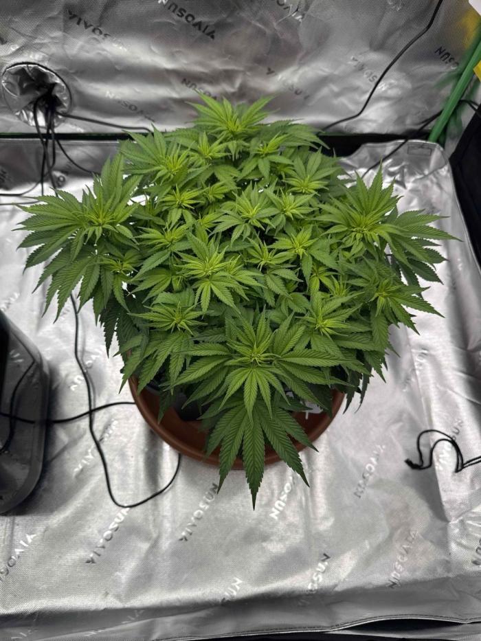 Mucki. Week 7