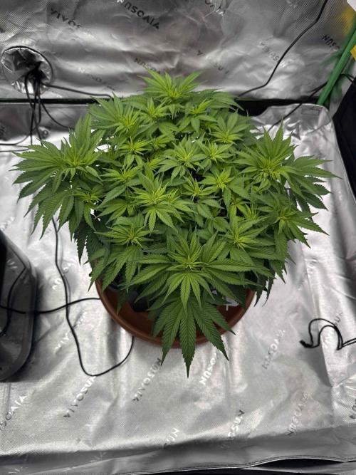 Double Dutch. Week 7