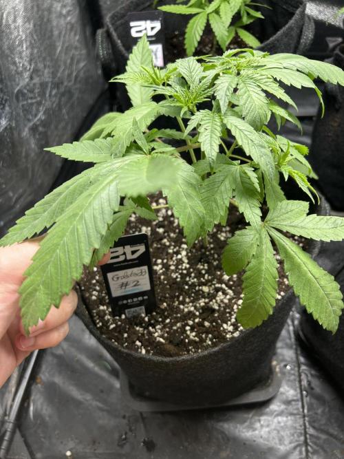 Gelato #33 x2 BBM x2 beginner. Week 4 - This one germinated a week later than the others