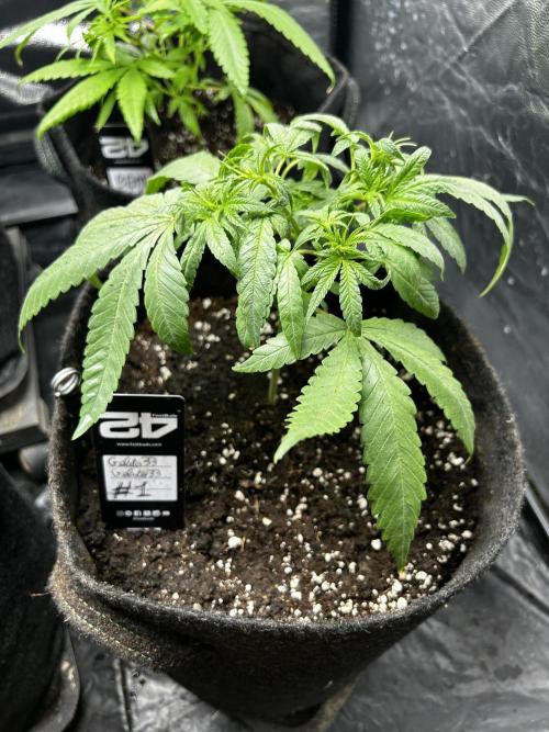 Gelato #33 x2 BBM x2 beginner. Week 4