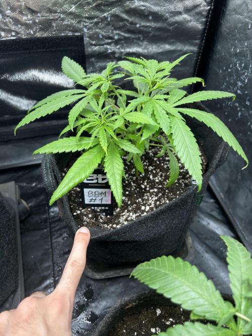 Gelato #33 x2 BBM x2 beginner. Week 4