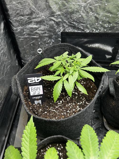 Gelato #33 x2 BBM x2 beginner. Week 4 - This one germinated a week later than the others.