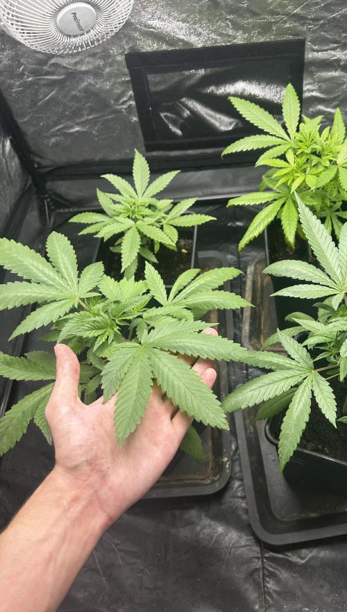 Gelato #33 x2 BBM x2 beginner. Week 4