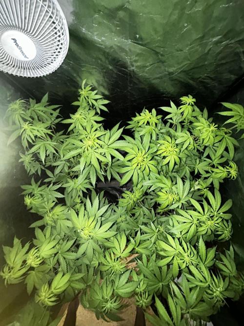 Gelato #33 x2 BBM x2 beginner. Week 2