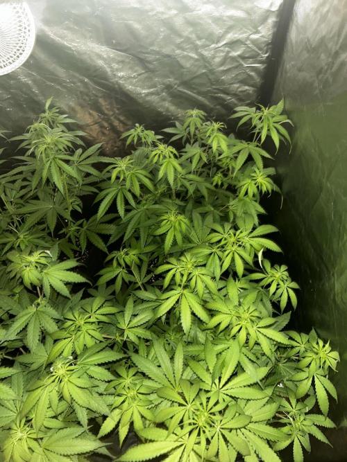 Gelato #33 x2 BBM x2 beginner. Week 2