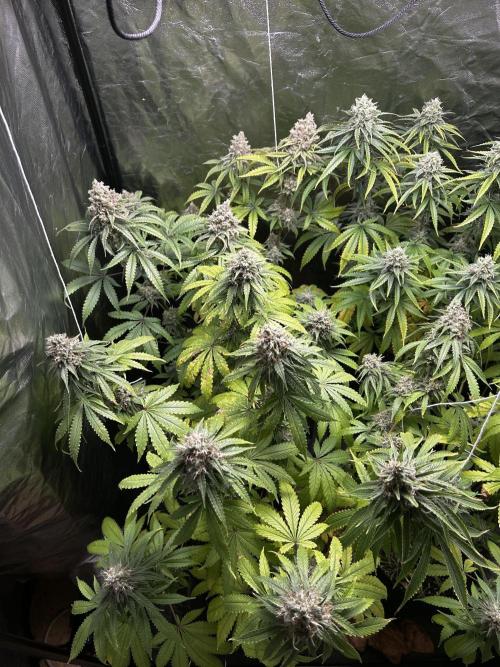 Gelato #33 x2 BBM x2 beginner. Week 7 - Blueberry muffins side
