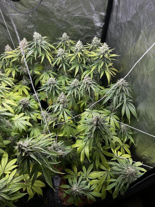 Gelato #33 x2 BBM x2 beginner. Week 7 - Gelato side