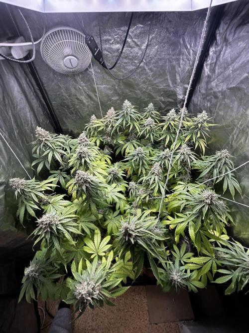 Gelato #33 x2 BBM x2 beginner. Week 7