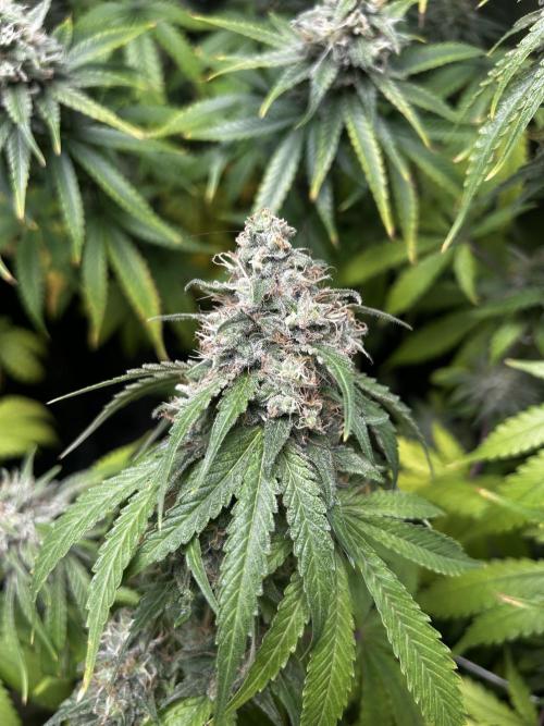 Gelato #33 x2 BBM x2 beginner. Week 7