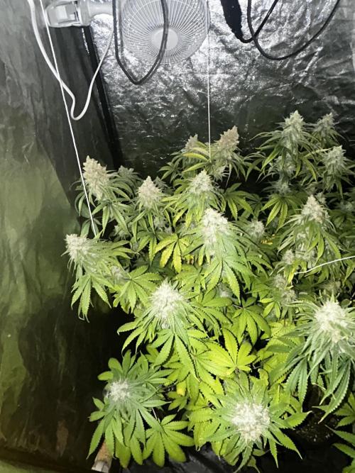 Gelato #33 x2 BBM x2 beginner. Week 8 - blueberry muffin side 