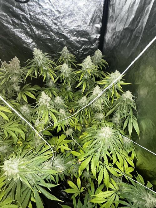 Gelato #33 x2 BBM x2 beginner. Week 8 - gelato side 