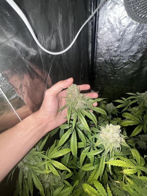 Gelato #33 x2 BBM x2 beginner. Week 8 - start to going pretty :))