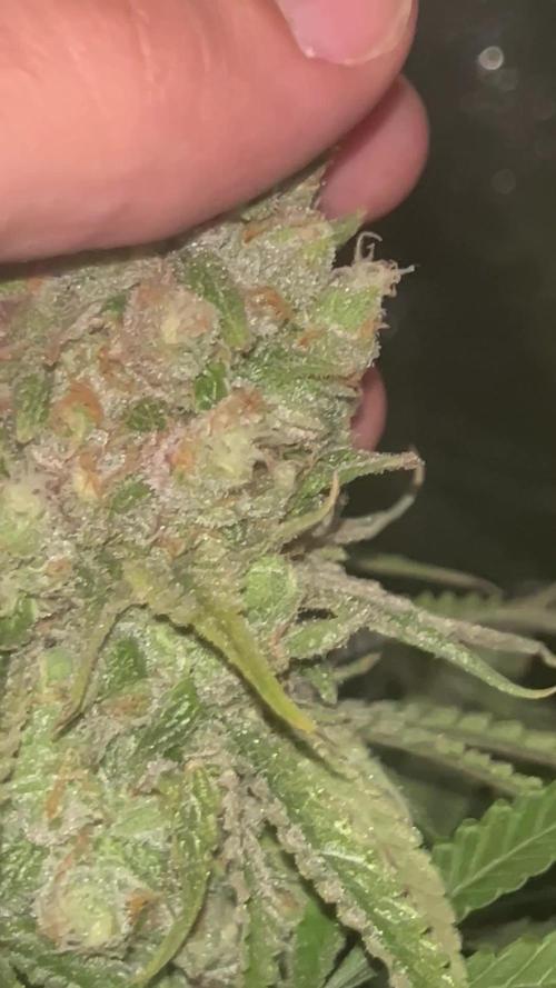 Gelato #33 x2 BBM x2 beginner