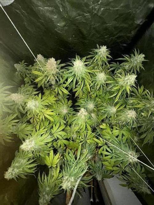 Gelato #33 x2 BBM x2 beginner. Week 8