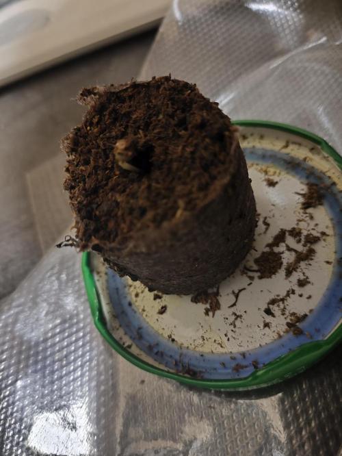 Lemon Cherry Cookies Auto. Week 0