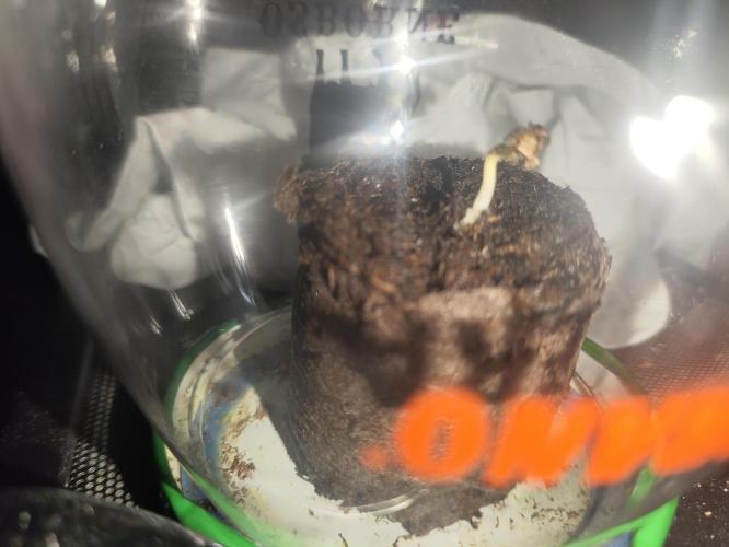 Lemon Cherry Cookies Auto. Week 0