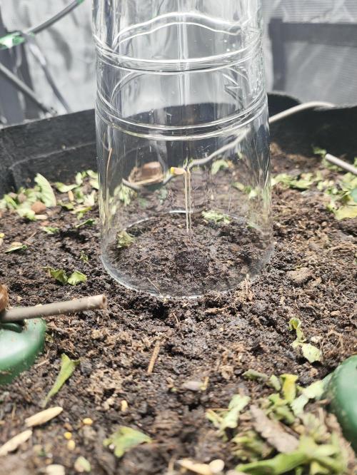 Lemon Cherry Cookies Auto. Week 0