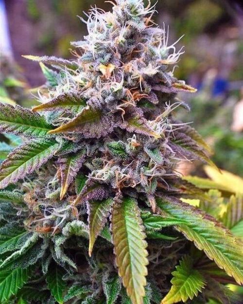 AK Auto. Week 0