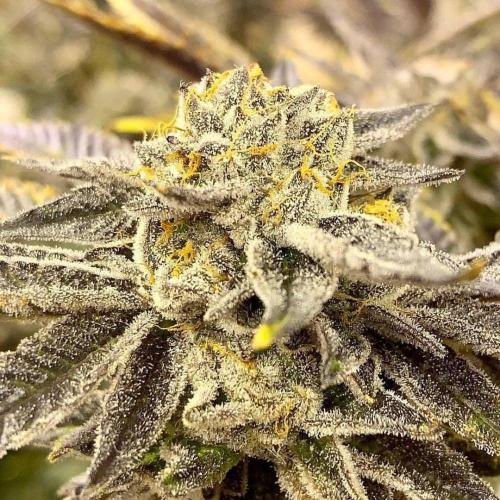 AK Auto. Week 2