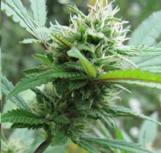 AK Auto. Week 4