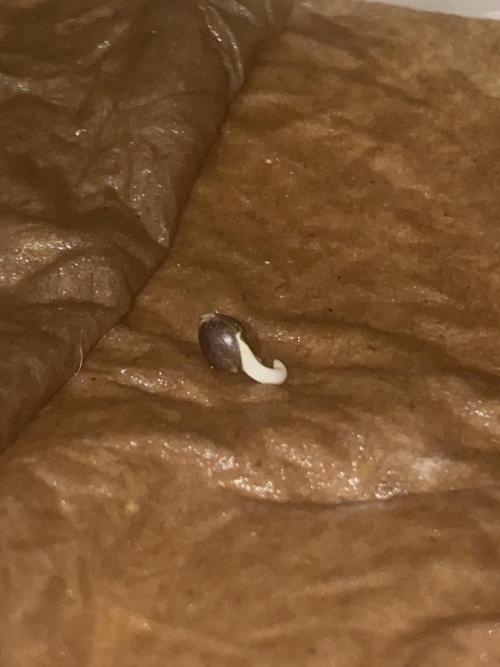 Northern Lights Auto (First ever grow). Week 0