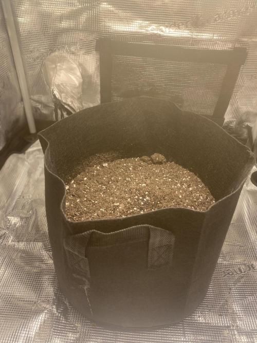 Northern Lights Auto (First ever grow). Week 0 - Planted directly into soil the same night it germinated