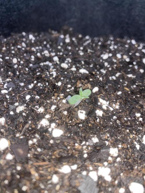 Northern Lights Auto (First ever grow). Week 1 - Day 1 of the seedling stage! (patience is a virtue) 