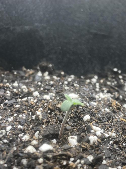 Northern Lights Auto (First ever grow). Week 1 - Day 2: She’s standing a bit taller but I notice color in the stem…temp issue?